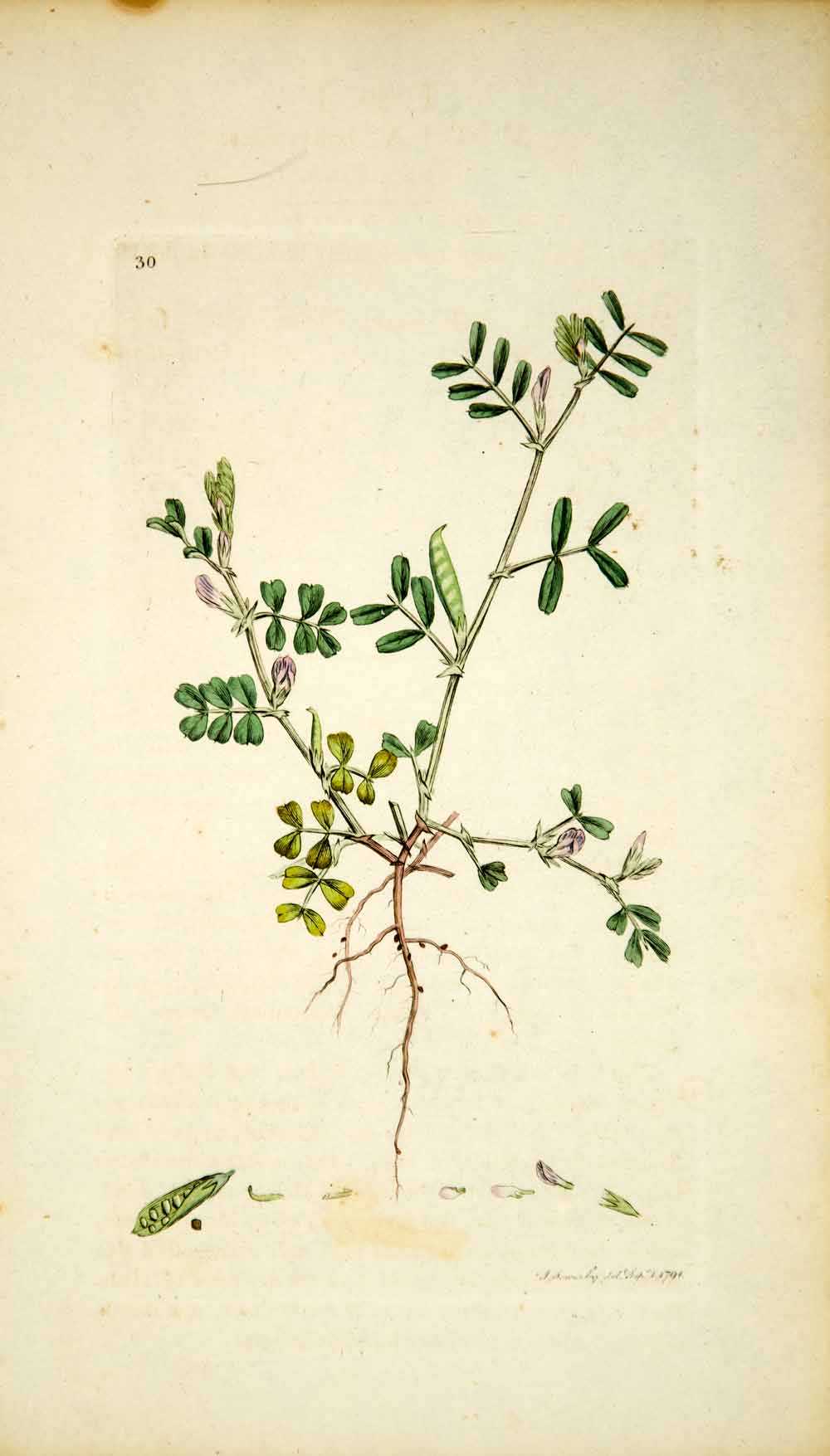 1790 Copper Engraving James Sowerby Vicia Spring Vetch Botanical Flower EB1