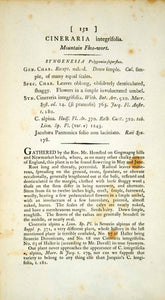 1794 Copper Engraving James Sowerby Cineraria Mountain Fleawort Botanical EB3 - Period Paper
 - 2