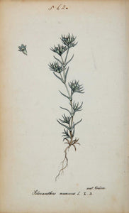 1826 Scleranthus Annuus German Knotgrass Botanical - ORIGINAL