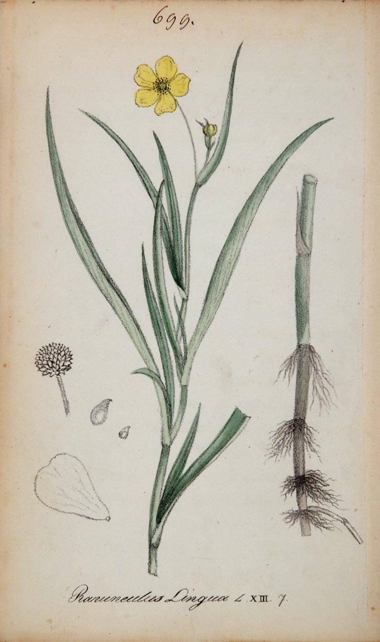1826 Ranunculus Lingua Greater Spearwort Botanical - ORIGINAL