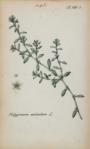 1826 Polygonum Aviculare Prostrate Knotweed Botanical - ORIGINAL