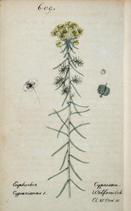 1826 Euphorbia Cyparissias Cypress Spurge Botanical - ORIGINAL