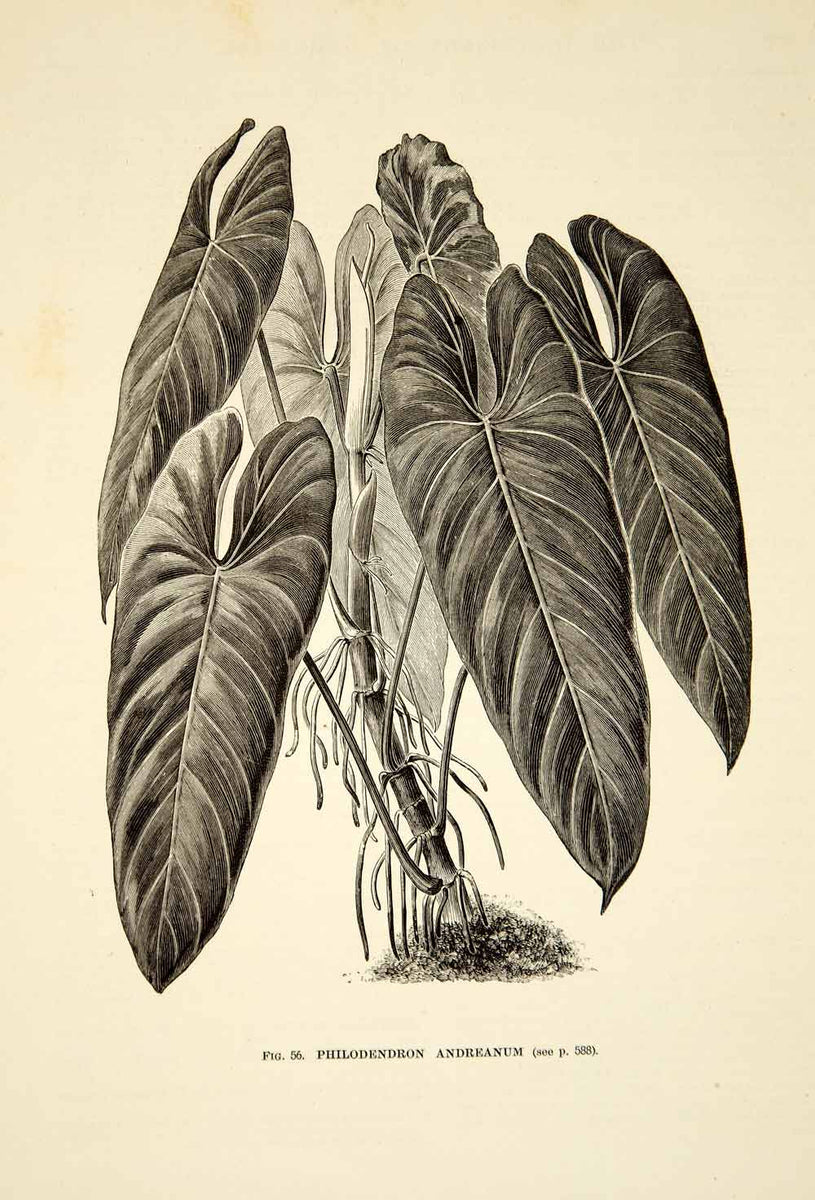 1887 Wood Engraving Art Botanical Philodendron Melanochrysum Plant Gar –  Period Paper Historic Art LLC
