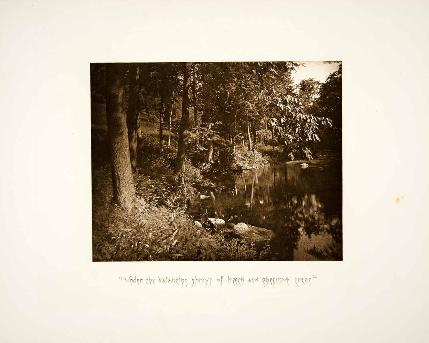 1887 Photogravure Pocantico River Beech Chestnut Tree Sleepy Hollow NY Wood LSH1
