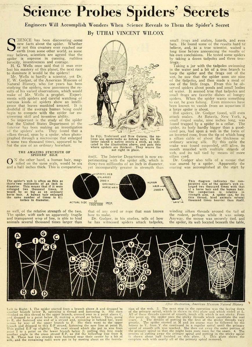 1928 Article Spider Webs Fishing Net Natural History H. G. Wells Dr. E –  Period Paper Historic Art LLC