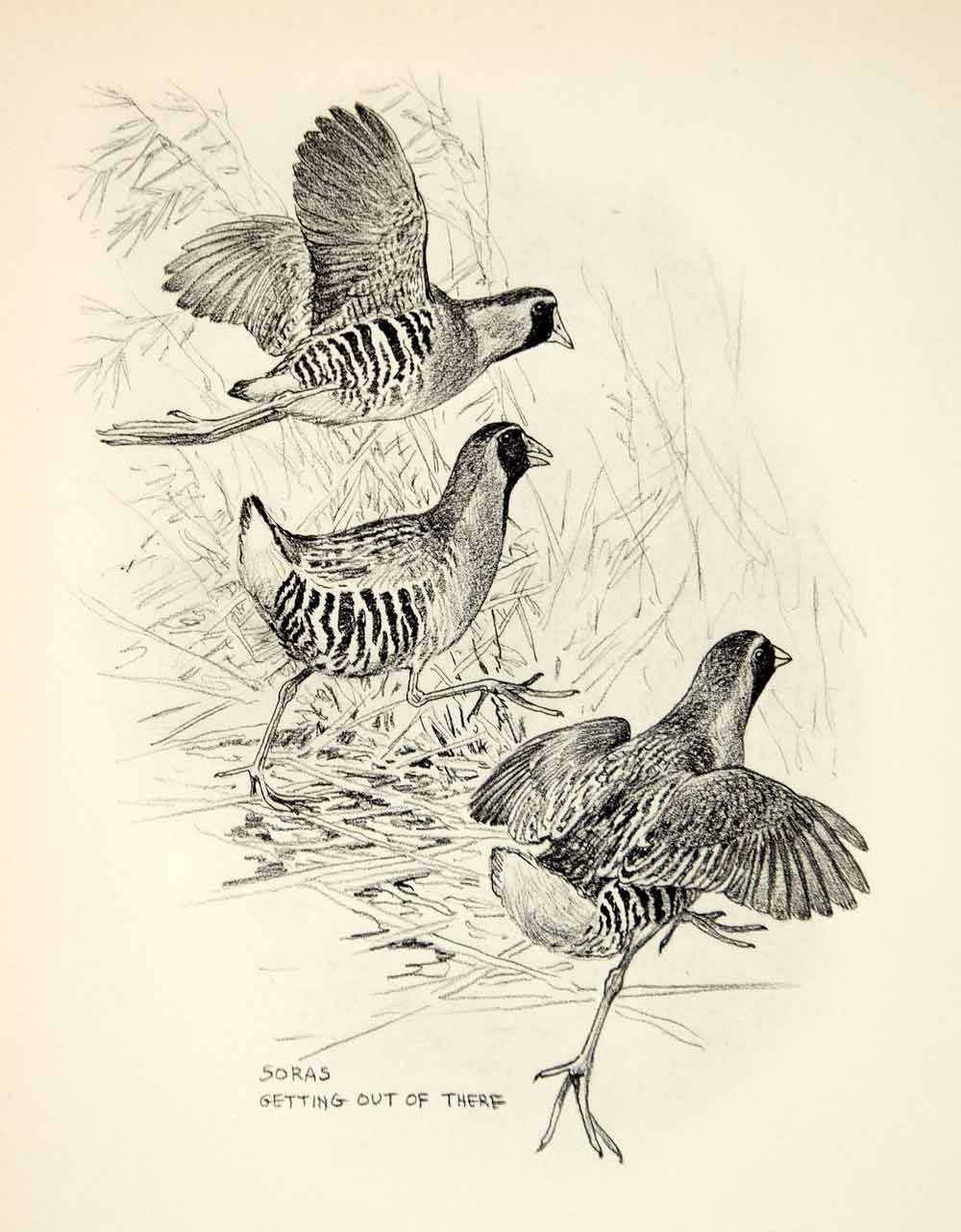 1936 Heliogravure Lynn Bogue Hunt Art Sora Rail Crake Birds Animal Wildlife TGB1