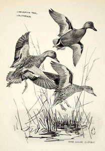 1936 Heliogravure Lynn Bogue Hunt Art Cinnamon Teal Duck Bird Animal Nature TGB1