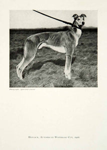 1921 Print Hopsack Runner-Up Waterloo Cup Coursing Greyhound Breed Dog TGC1