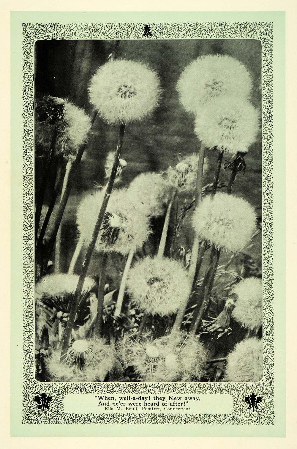 1907 Print Dandelions Seed Head Botanical Art Nouveau - ORIGINAL TIN6
