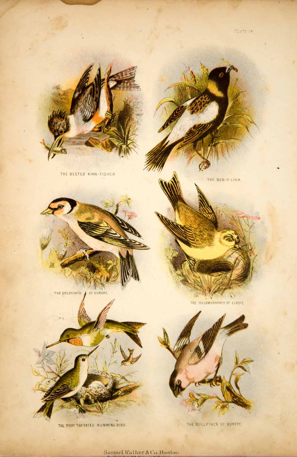 1868 Chromolithograph King Fisher Hummingbird Goldfinch Yellowhammer Birds TLW3