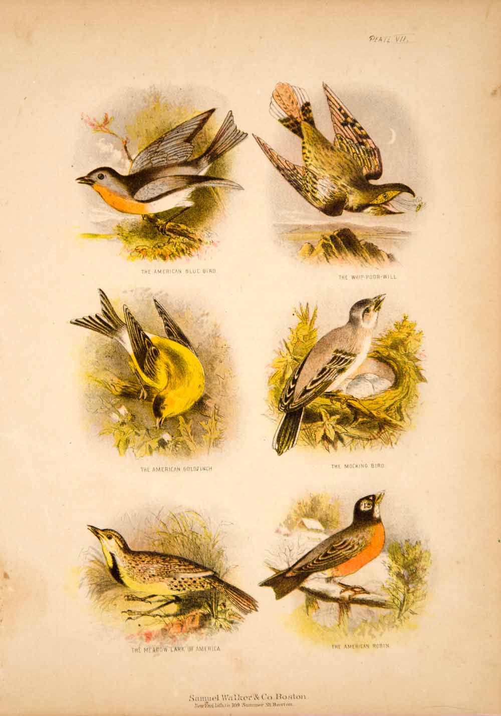 1868 Chromolithograph Birds Whippoorwill Robin Goldfinch Mockingbird Lark TLW3