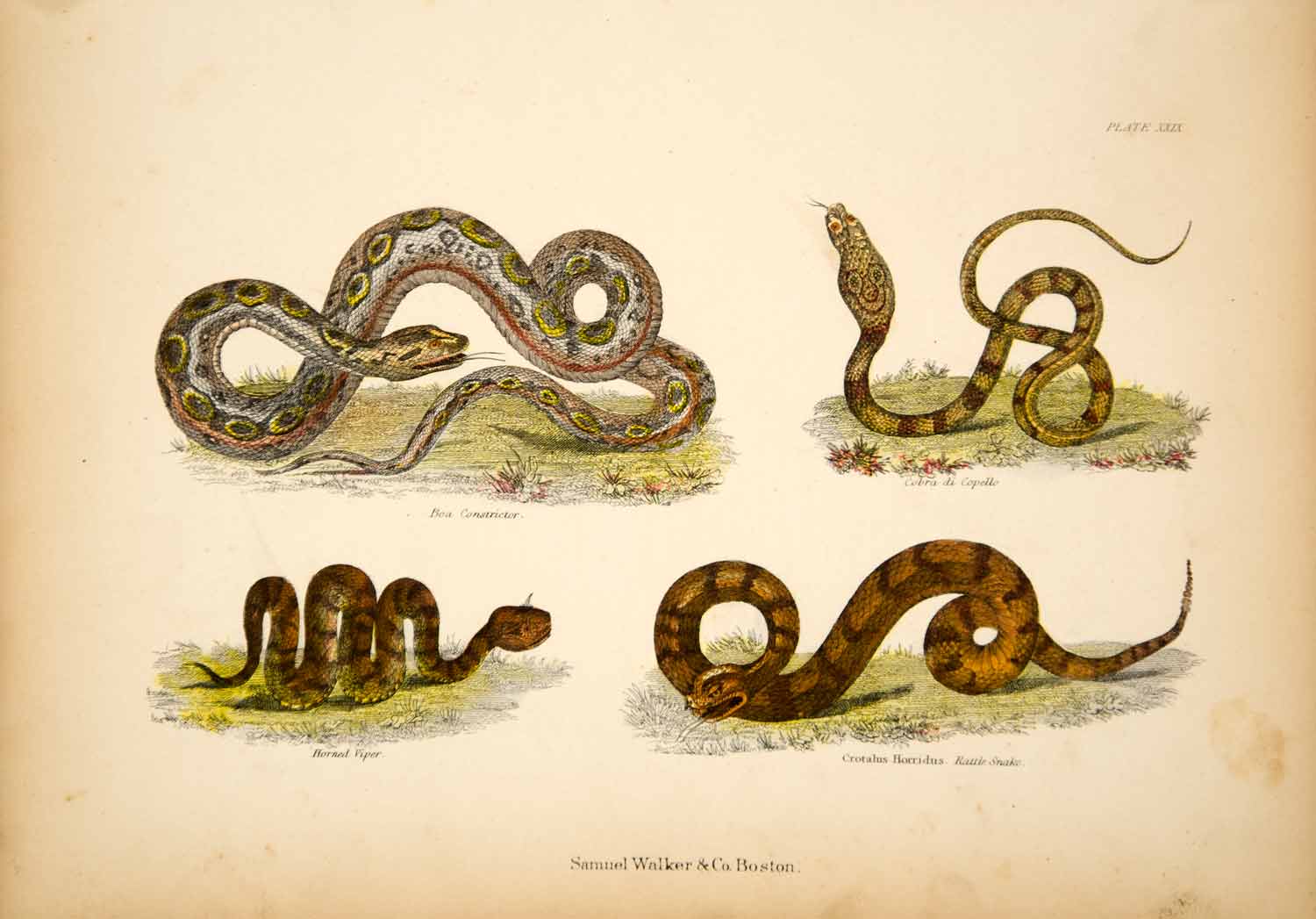 1868 Chromolithograph Snakes Boa Constrictor Rattlesnake Cobra Horned Viper TLW3