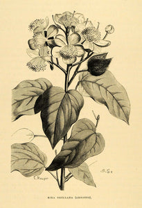 1875 Wood Engraving Bixa Orellana Tropical Plant Spice Plant Flora Peru XGB3