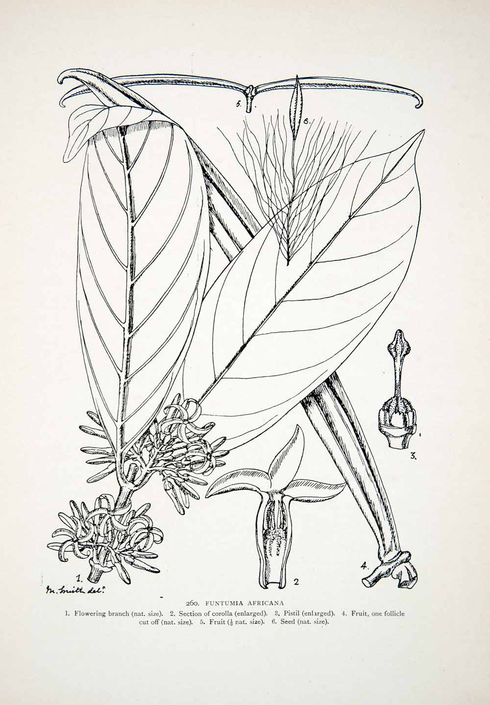 1906 Lithograph Funtumia Africana Plant Liberia Matilda Smith Botanical XGQB5
