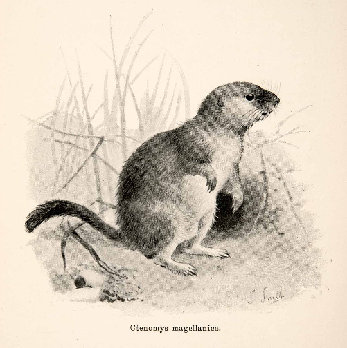 1893 Print J. Smit Ctenomys Magellanicus Ctenomyidae Magellanic TucoT
