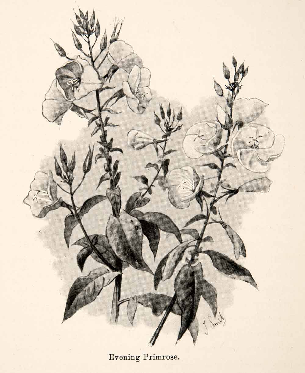 1893 Print J. Smit Evening Primrose Onagraceae Sun Cup Flower South XGXB4