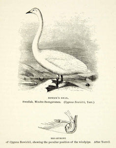 1882 Wood Engraving Art Bird Tundra Swan Cygnus Columbianus Breastbone XGYC4