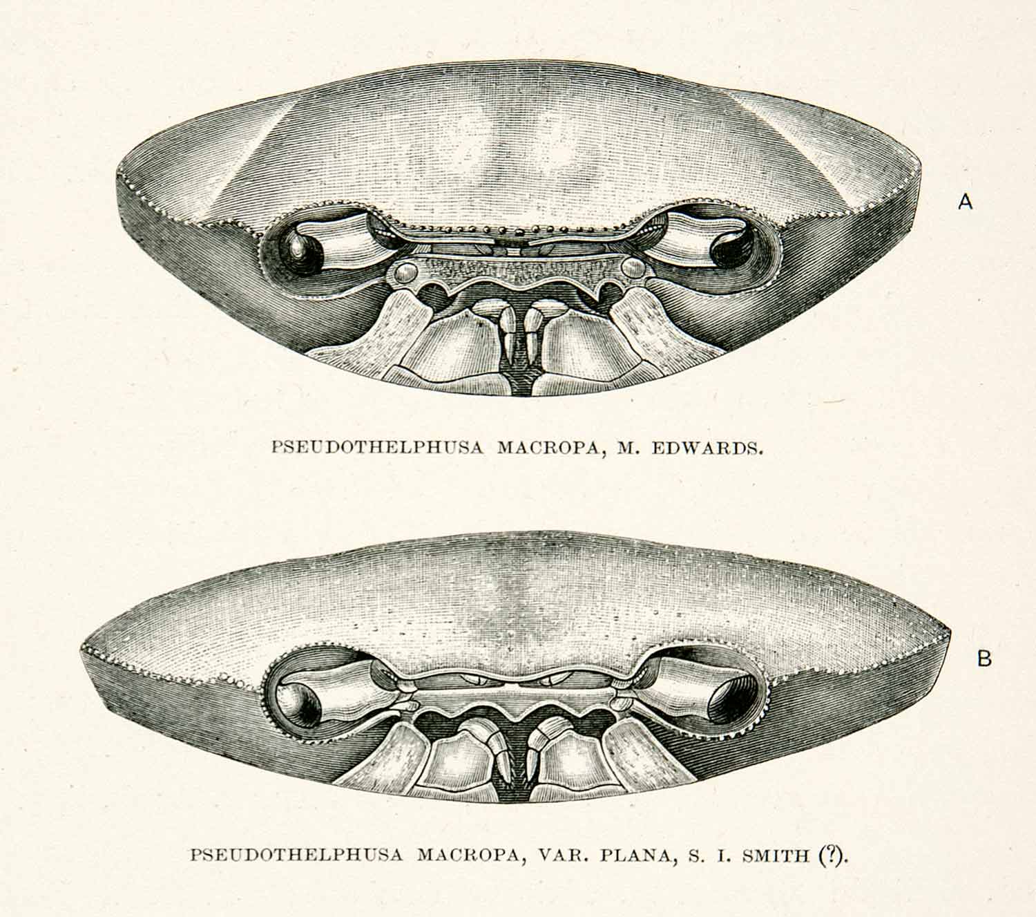 1891 Wood Engraving Carcinology Edwards Smith Whymper Eyestalks Orbital XGZA1