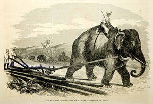 1854 Wood Engraving Elephant Plow Plowing Sugar Cane Plantation India Mahout