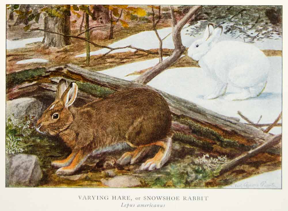 1918 Color Print Snowshoe Rabbit Varying Hare Animal Louis Agassiz Fue Period Paper Historic