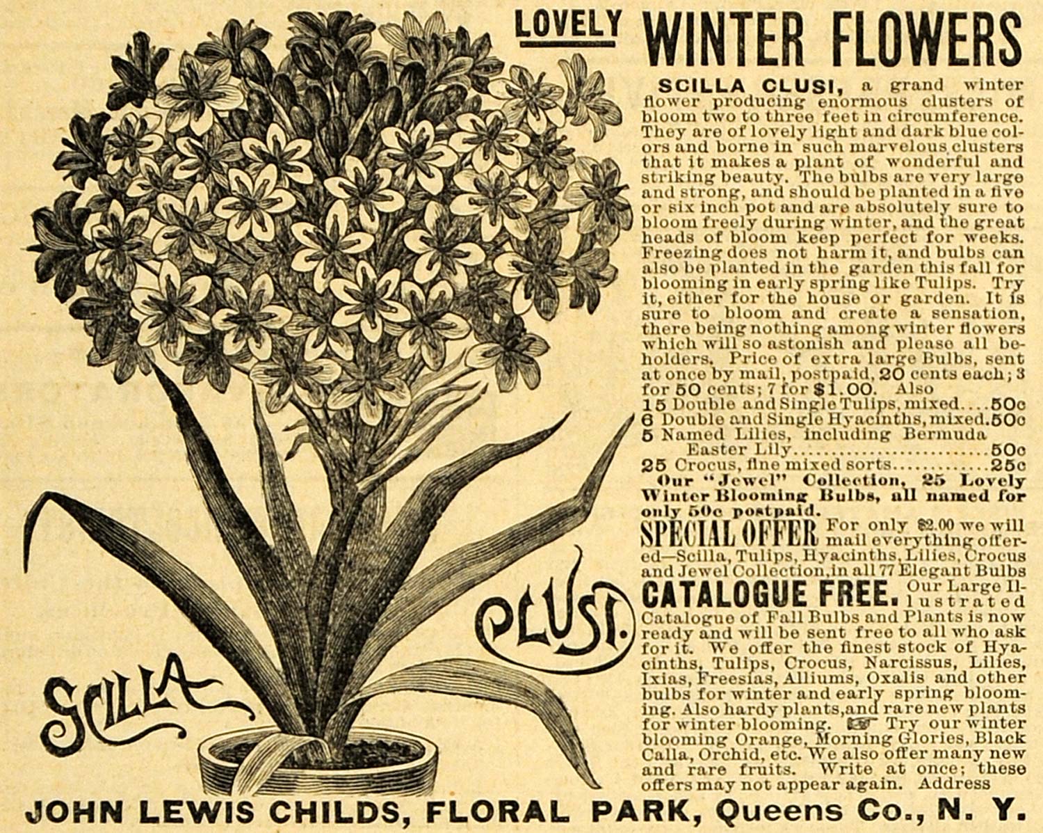 1890 Ad John Lewis Childs Scilla Clus Winter Flowers New York Gardening AAG1
