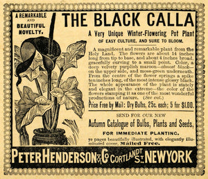 1892 Ad Peter Henderson Black Calla Flower Plants Bulbs Seed Seeding AAG1