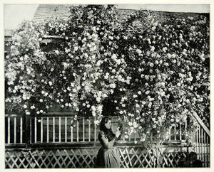 1894 Print Rose Flower Bush Santa Barbara California Home Lattice Garden AC1