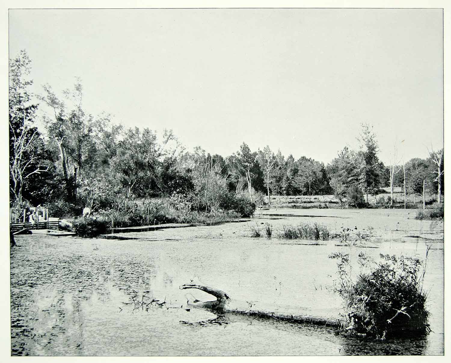 1894 Print Mississippi River Swamp Fallen Log Nature Scenic Vegetation Bayou AC1