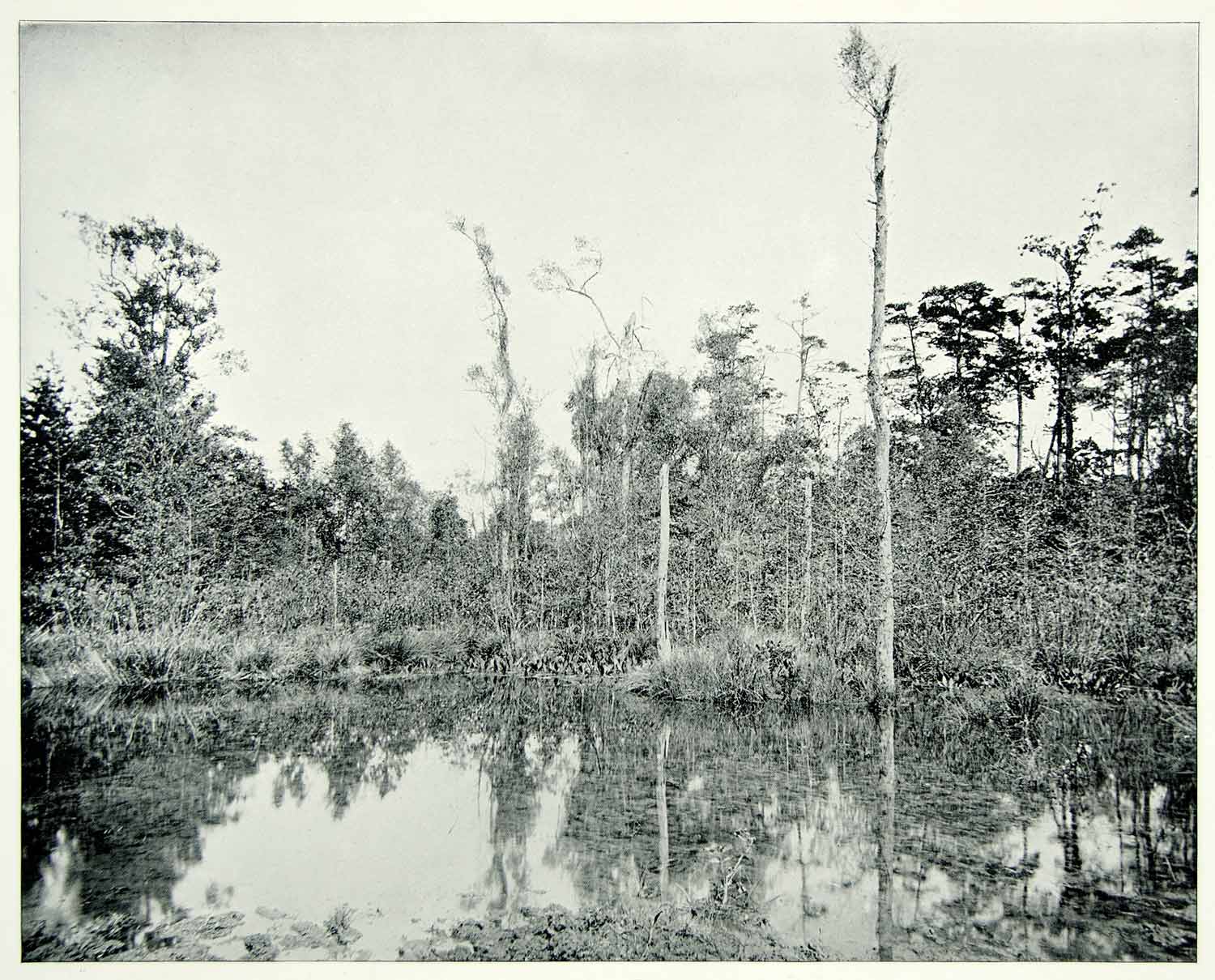 1894 Print Louisiana Swamp Bayou Scenic Landscape Nature Wilderness AC1