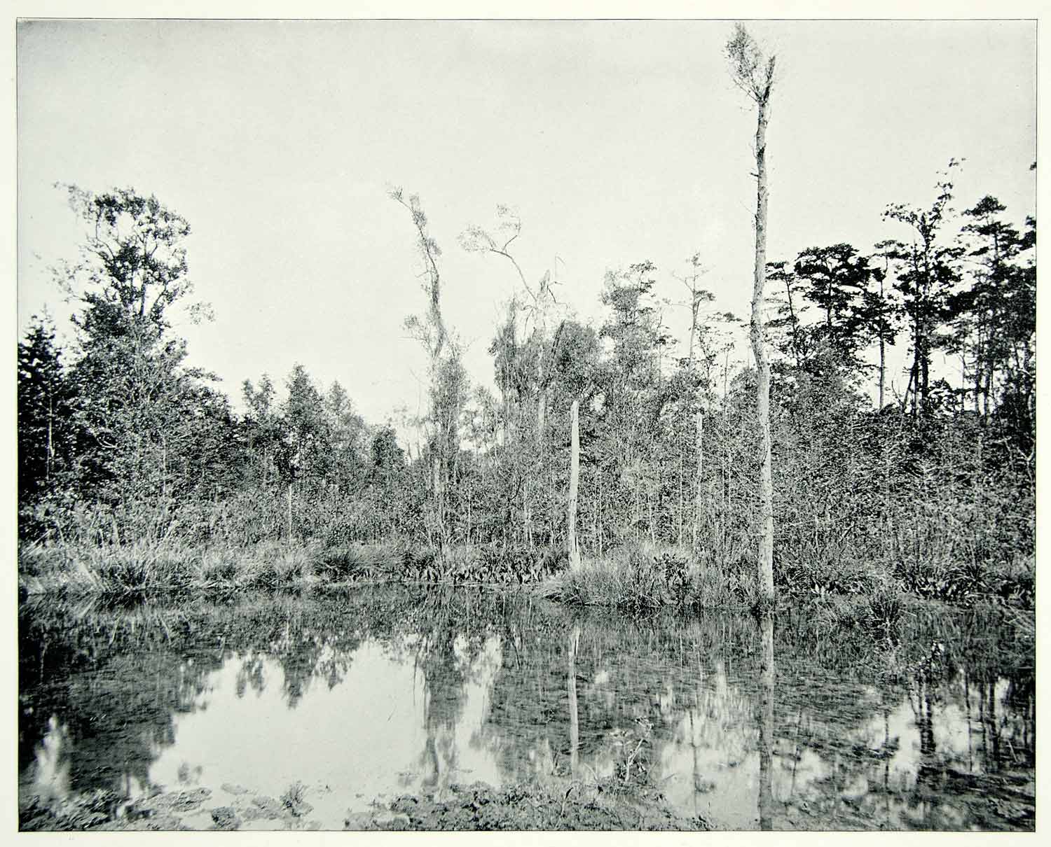 Louisiana Bayou Scenery Bayou Scene By Joseph Rusling Meeker: Buy Fine