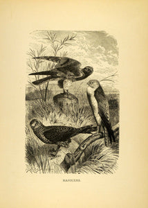1885 Lithograph Harriers Diurnal Hawks Birds of Prey Habitat Fauna Wildlife ACR1