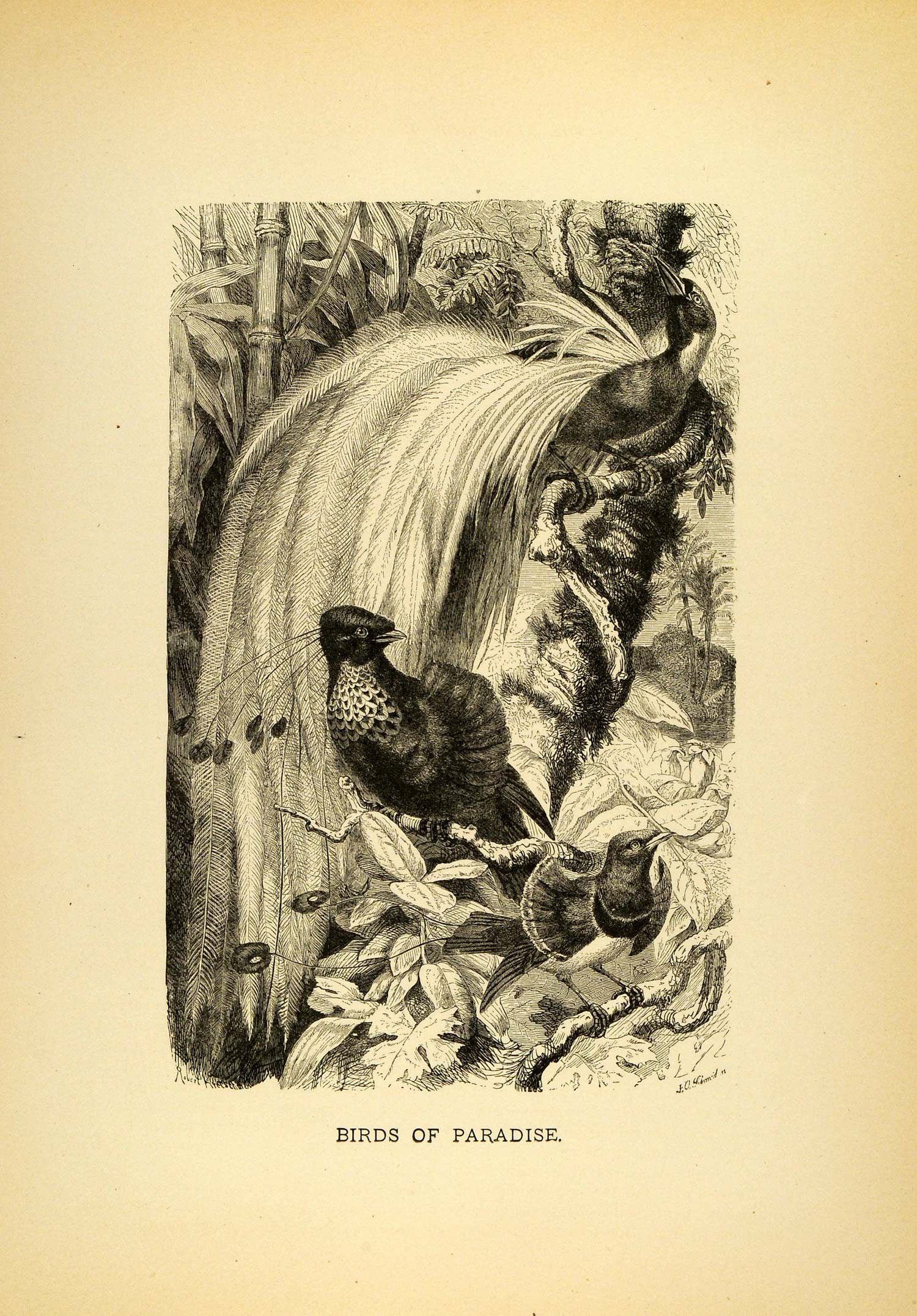 1885 Lithograph Birds Paradise Habitat Plumage Passeriformes Fauna Wild ACR1