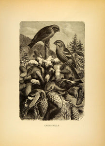 1885 Lithograph Cross Bills Red Crossbill Birds Passerine Seed-eating ACR1