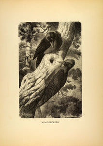 1885 Lithograph Woodpeckers Bird Tree Fauna Forest Woodland Habitat ACR1