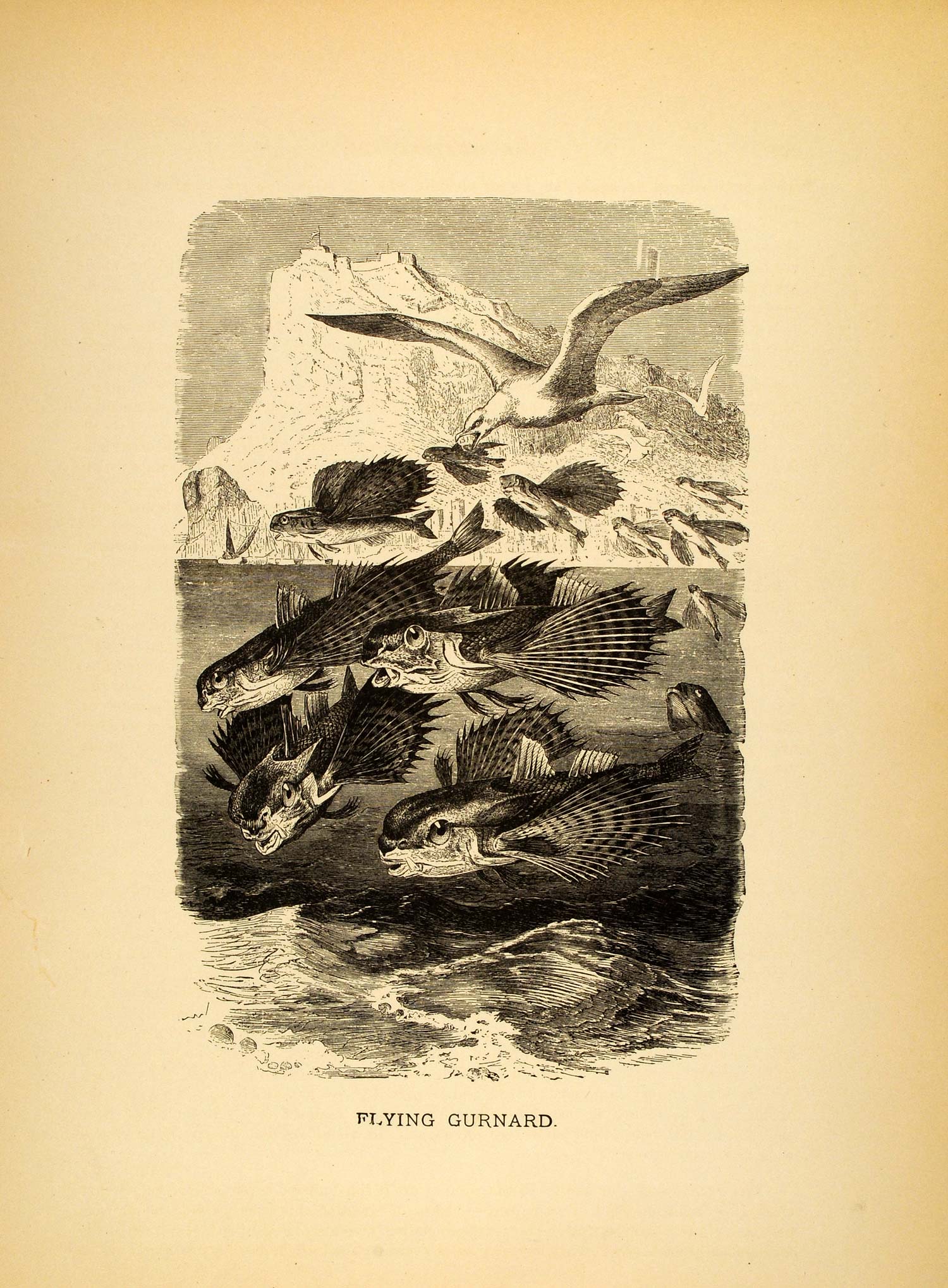 1885 Lithograph Flying Gurnard Marine Fish Fins Dactylopteridae Ichthyology ACR1