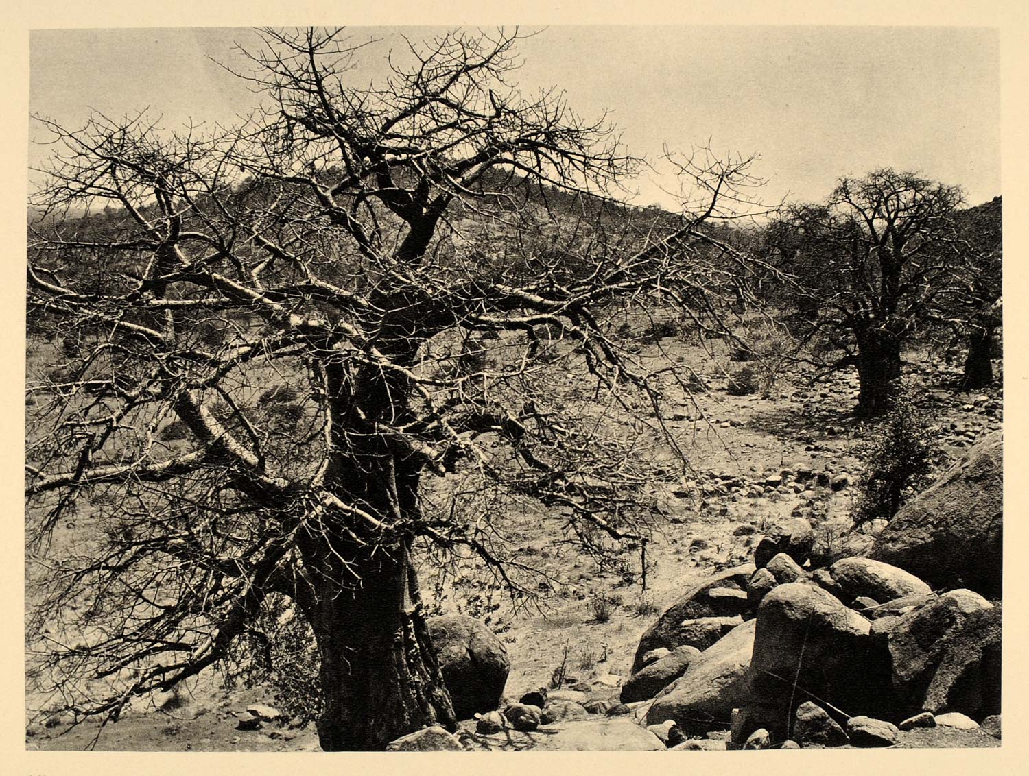 1930 Baobab Tree Sudan Africa Landscape Hugo Bernatzik - ORIGINAL AF1