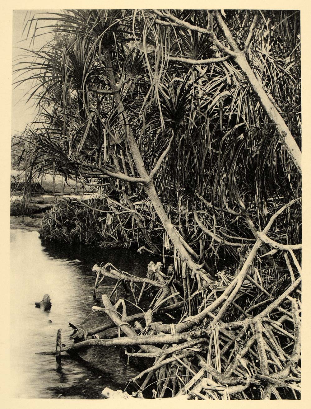 1930 Pandanus Trees River Guinea Africa Photogravure - ORIGINAL PHOTOGRAVURE AF2