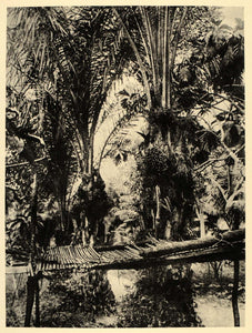 1930 Oil Palms Elaeis Congo Africa African Landscape - ORIGINAL PHOTOGRAVURE AF2