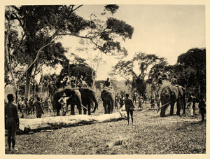 1930 Elephant Farm Api Belgian Congo Africa African - ORIGINAL PHOTOGRAVURE AF2