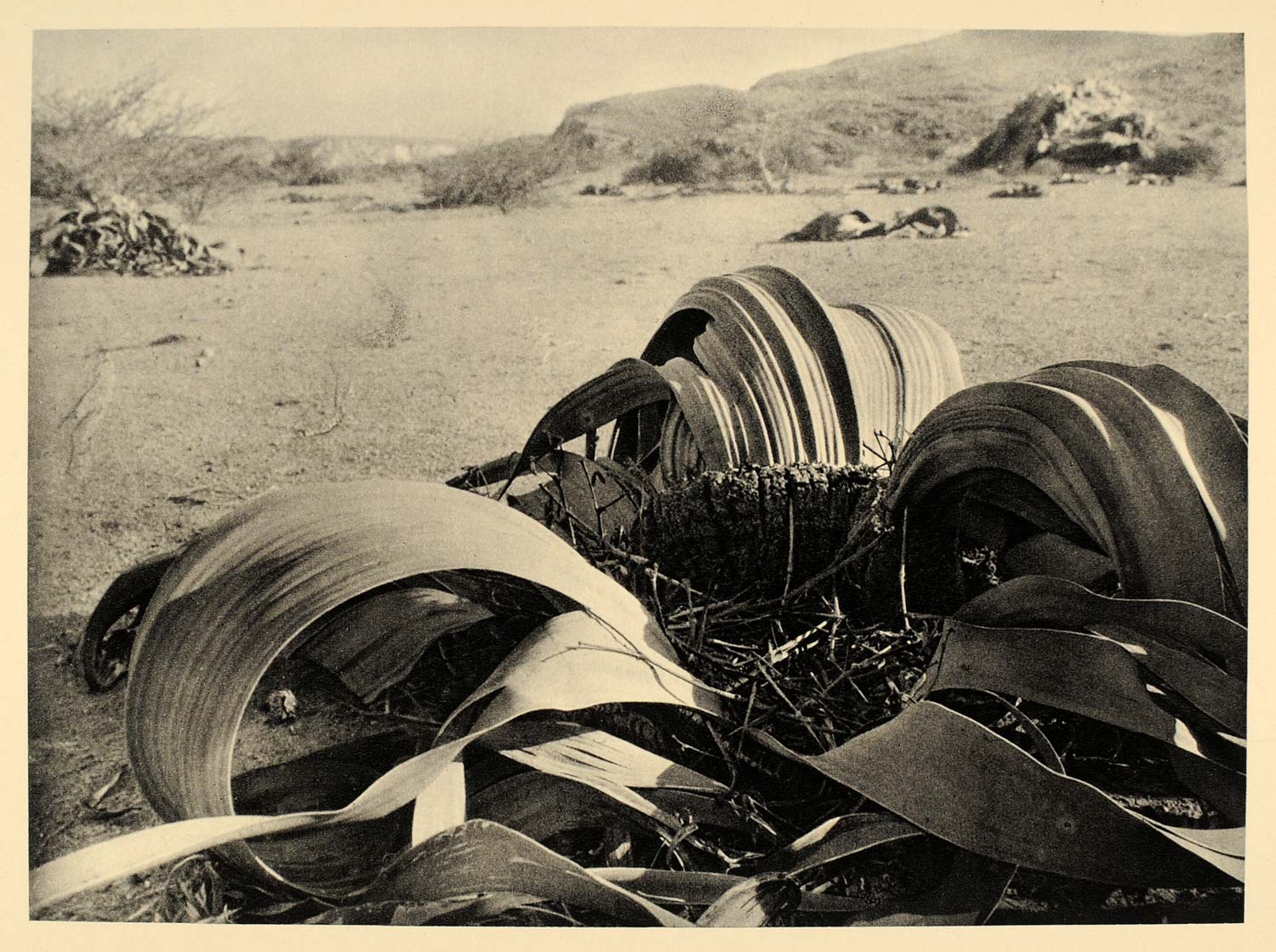 1930 Welwitschia Mirabilis Namib Desert Namibia Africa - ORIGINAL AF2
