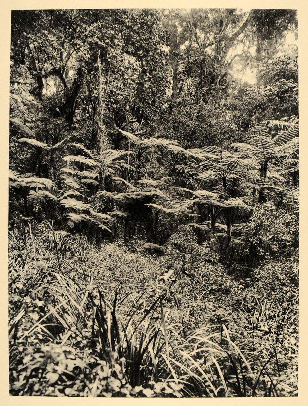 1930 Forest Flora Mount Kilimanjaro Africa Photogravure - ORIGINAL AF2