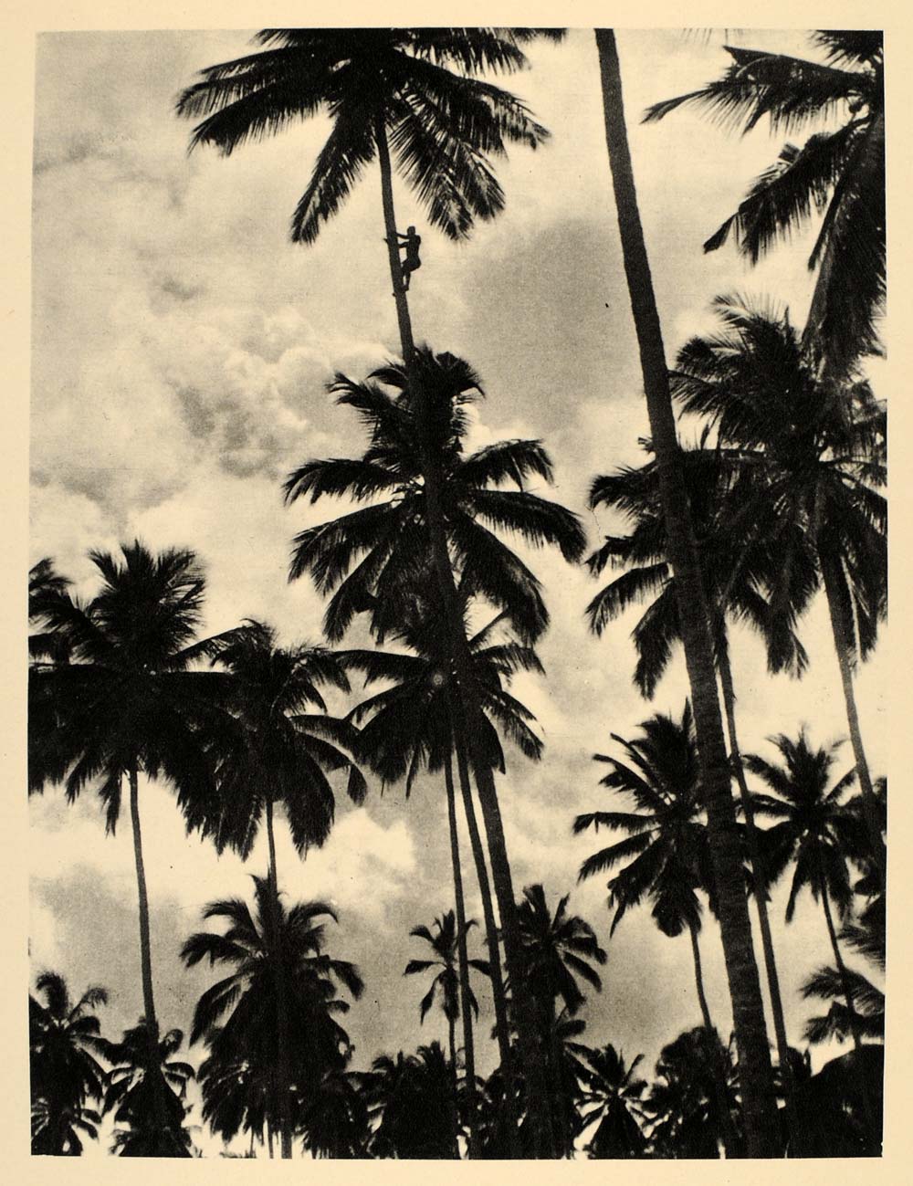 zanzibar palm plant 1930 Coconut Palm Tree Climber Zanzibar Tanzania Africa