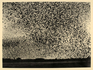 1930 Weaver Birds Dinder River Hugo Adolf Bernatzik - ORIGINAL PHOTOGRAVURE AF2