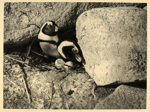 1930 Penquins Nesting Eggs Dassen Island South Africa - ORIGINAL AF2