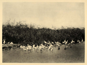 1930 Waterfowl Pelicans Herons Upper Nile River Africa - ORIGINAL AF2