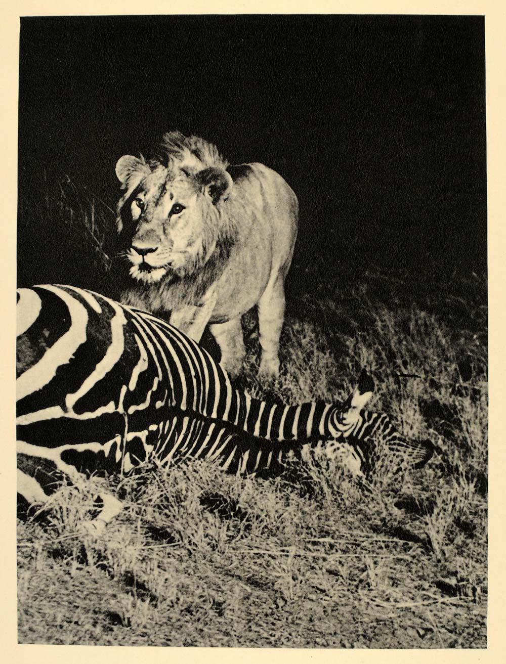 1930 African Lion A. Radclyffe Dugmore Photogravure - ORIGINAL PHOTOGRAVURE AF2