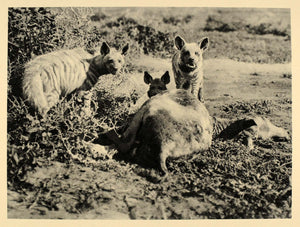 1930 Africa Hyenas African Animal Wildlife Photogravure - ORIGINAL AF2