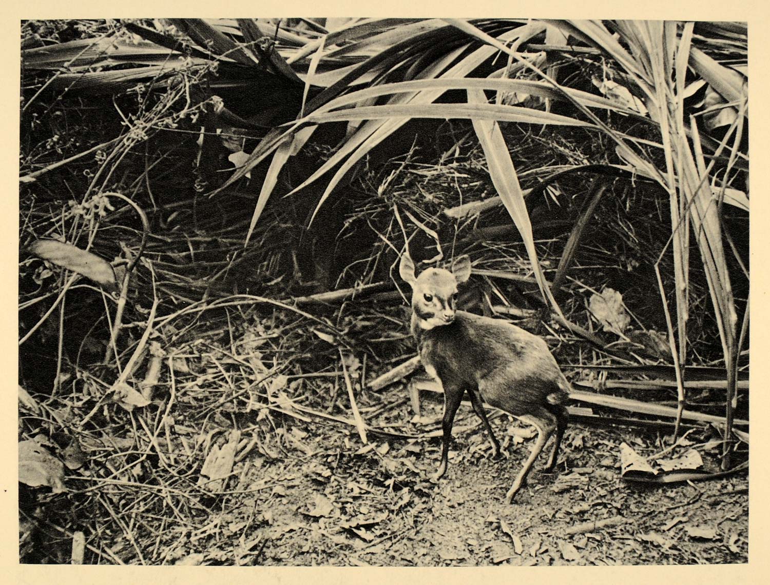 1930 Africa Bates's Pygmy Antelope Neotragus Batesi - ORIGINAL PHOTOGRAVURE AF2