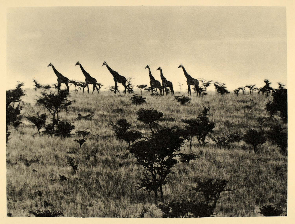 1930 Africa Giraffe Herd Kenya A. Radclyffe Dugmore - ORIGINAL PHOTOGRAVURE AF2 - Period Paper
