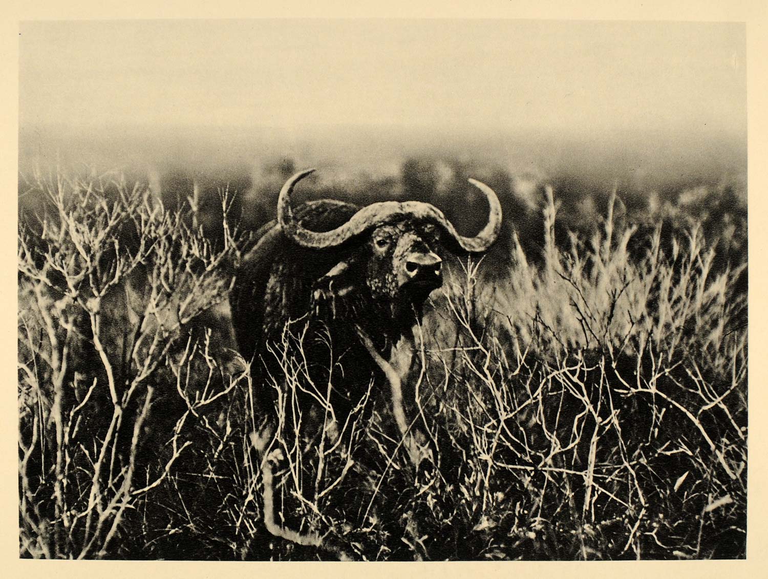 1930 African Cape Buffalo Nyathi Kenya Africa Wildlife - ORIGINAL AF2